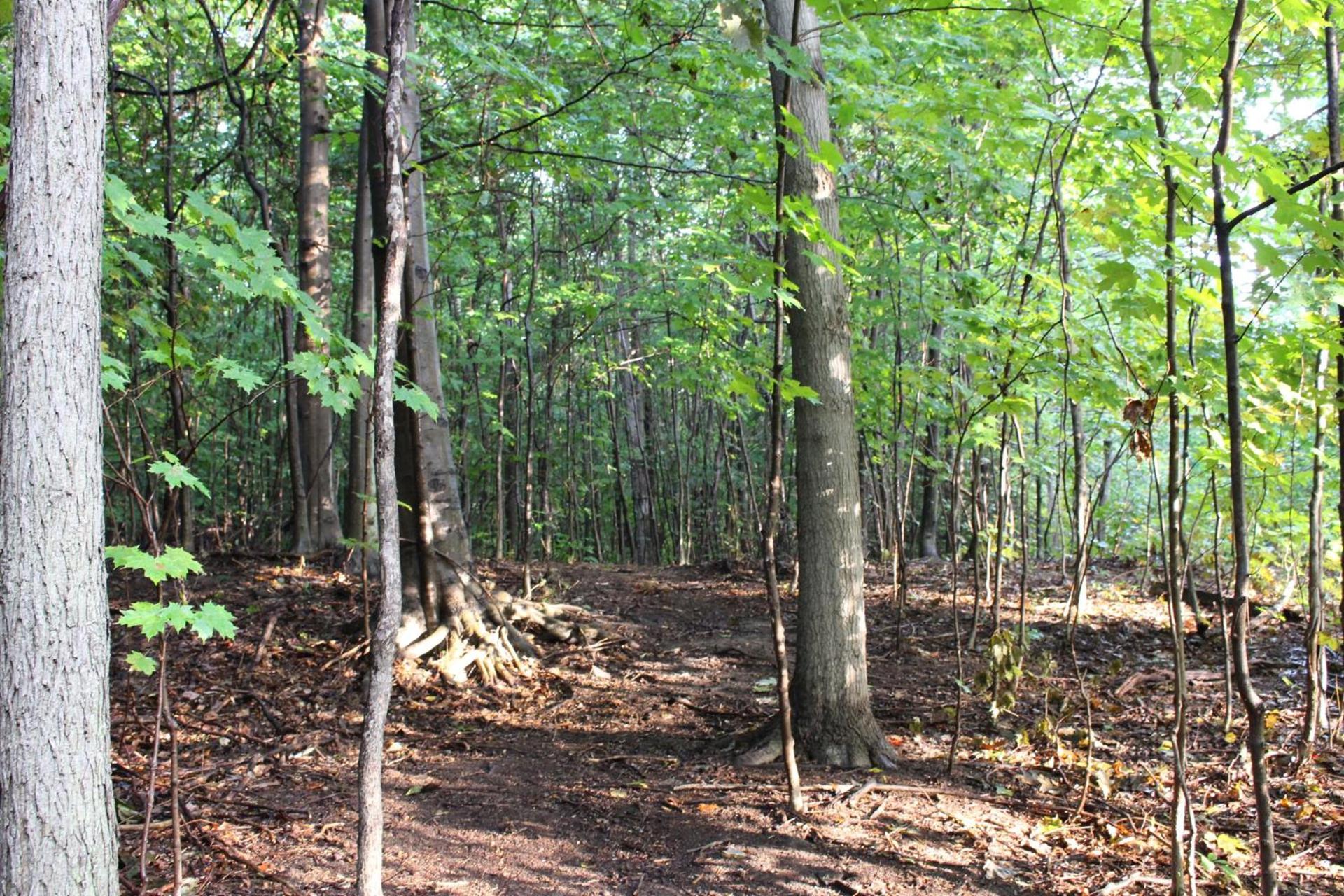 Vineyard Woods photo 85