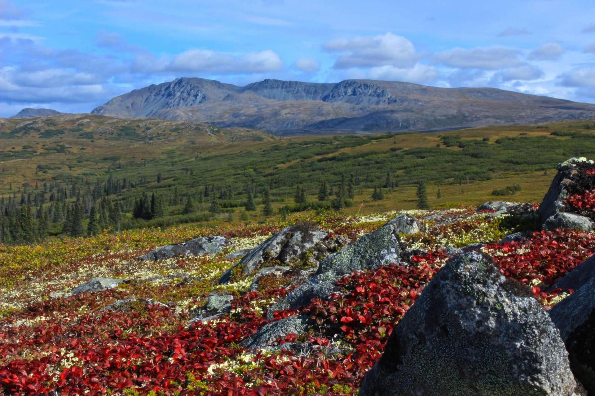 Caribou Lodge Alaska photo 51