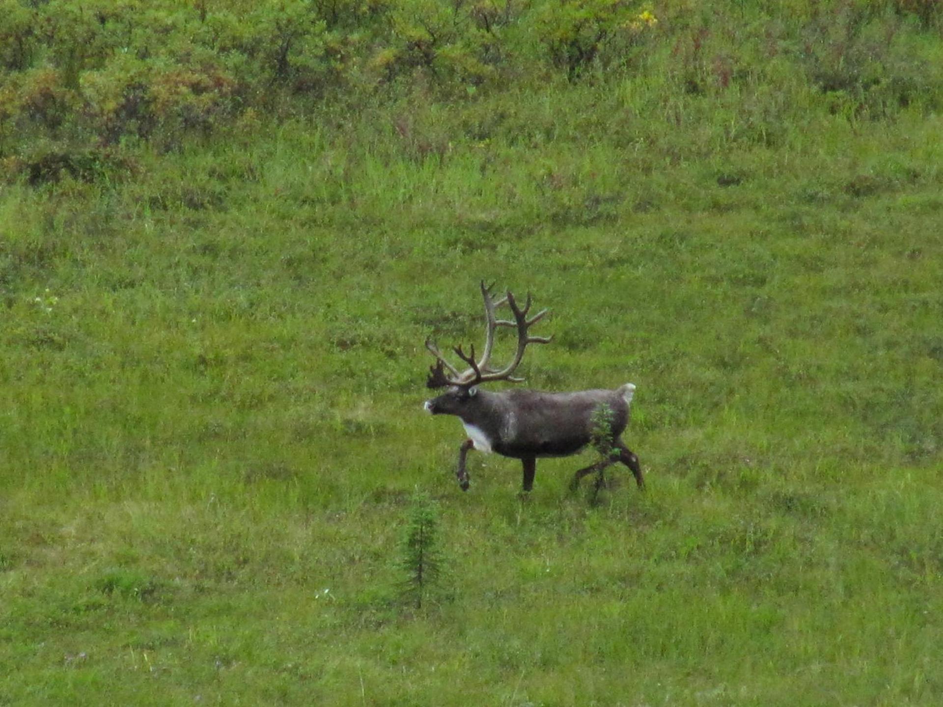Caribou Lodge Alaska photo 56