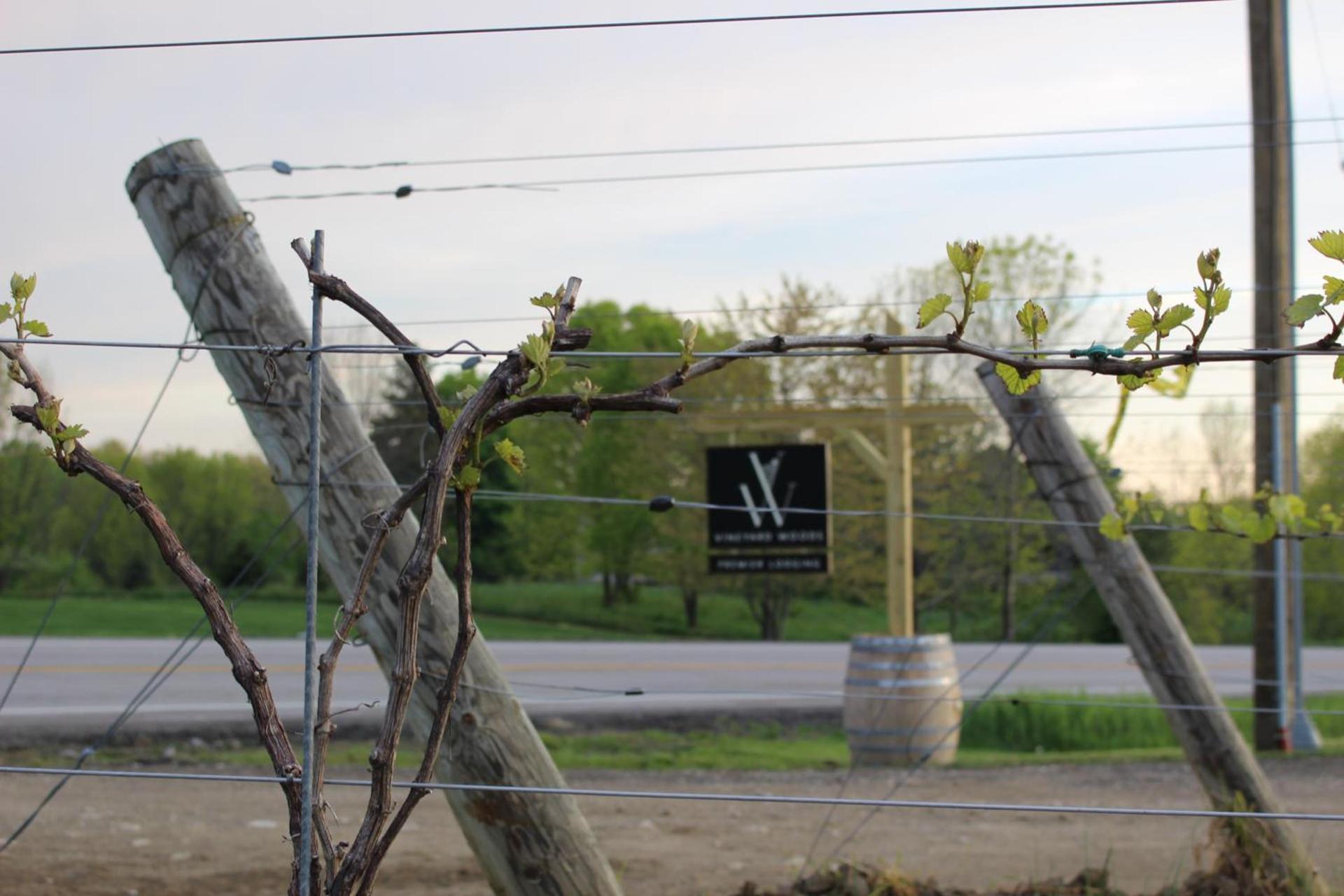Vineyard Woods photo 69