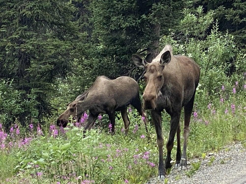 Denali RV Park and Motel photo 4