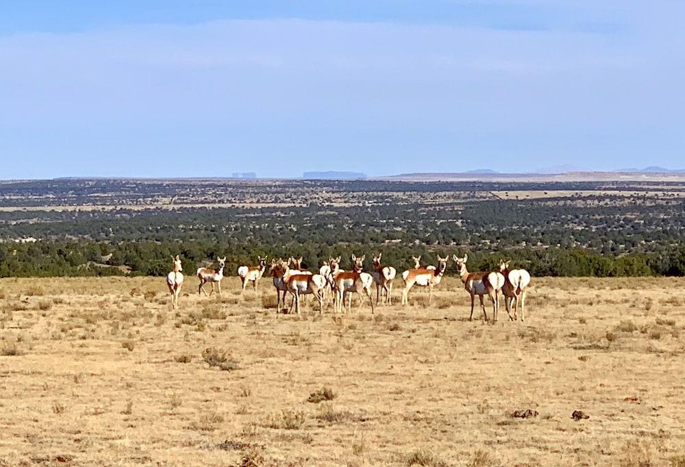 Teepee Lodge with Equus & Firearms/ranch photo 72