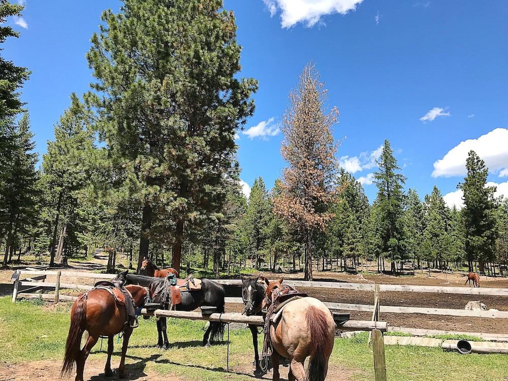 Dream Haven Guest Ranch photo 31