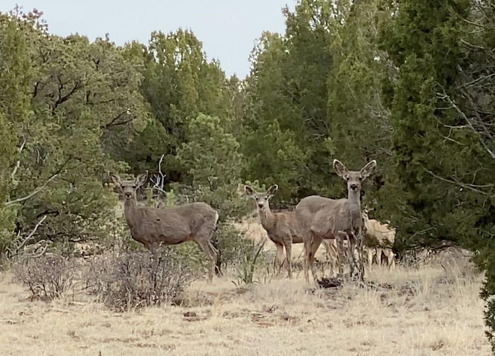 Teepee Lodge with Equus & Firearms/ranch photo 89