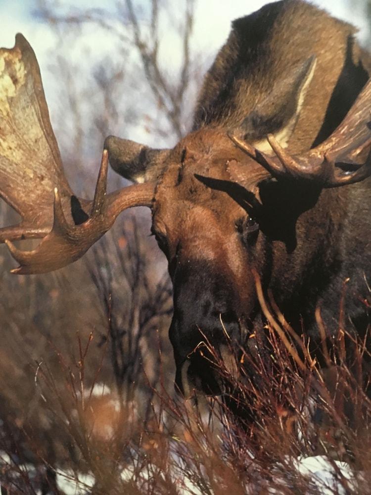 Wood River Lodge photo 20