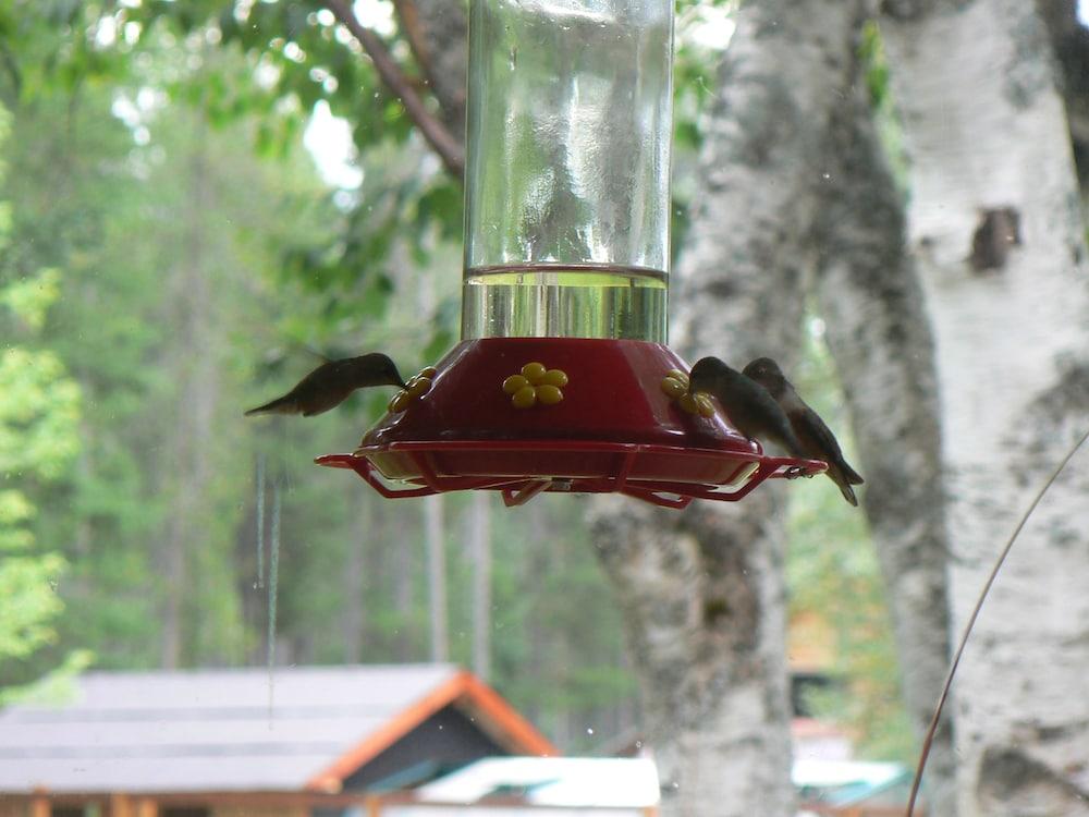 Smoky Bear Ranch Bed & Breakfast & Cabins photo 56