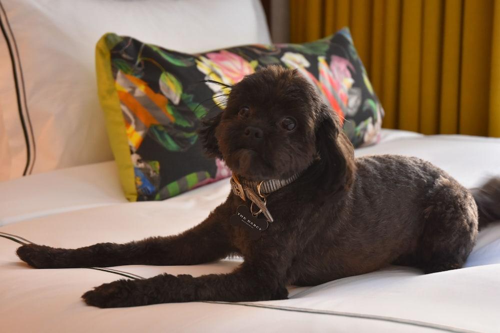 The Darcy Hotel photo 32
