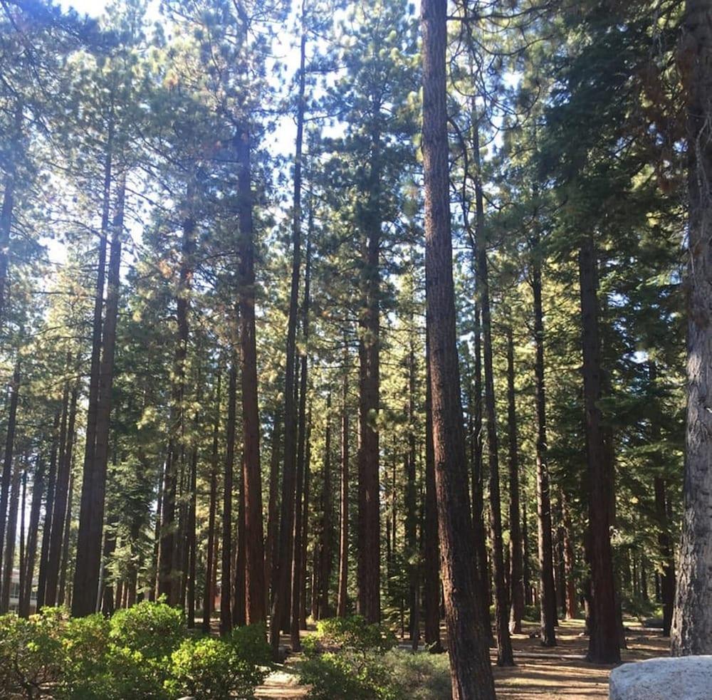 Club Tahoe photo 19