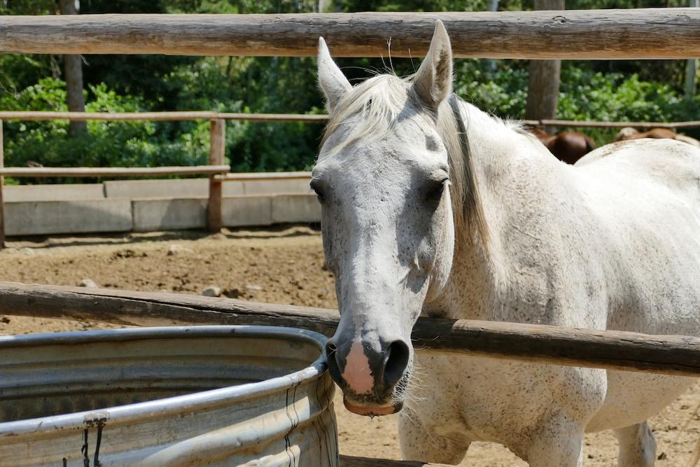 Bill Cody Ranch photo 21