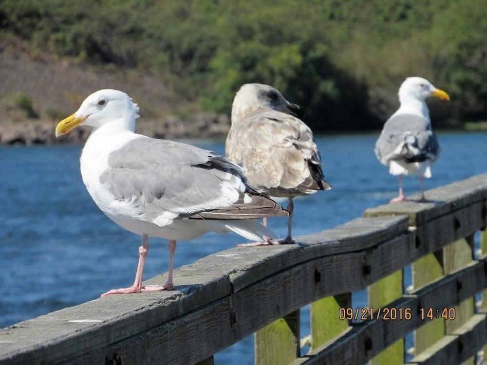 The Waldport Inn photo 38