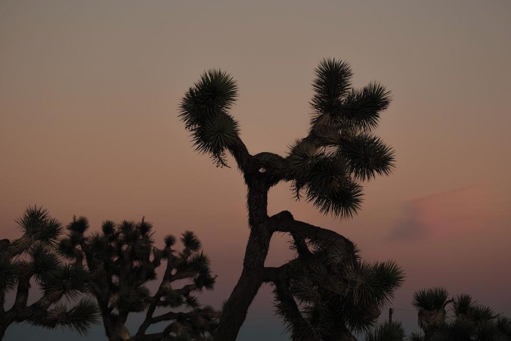 RESET Hotel Joshua Tree photo 4