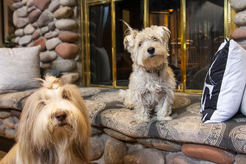 Aspen Mountain Lodge photo 45