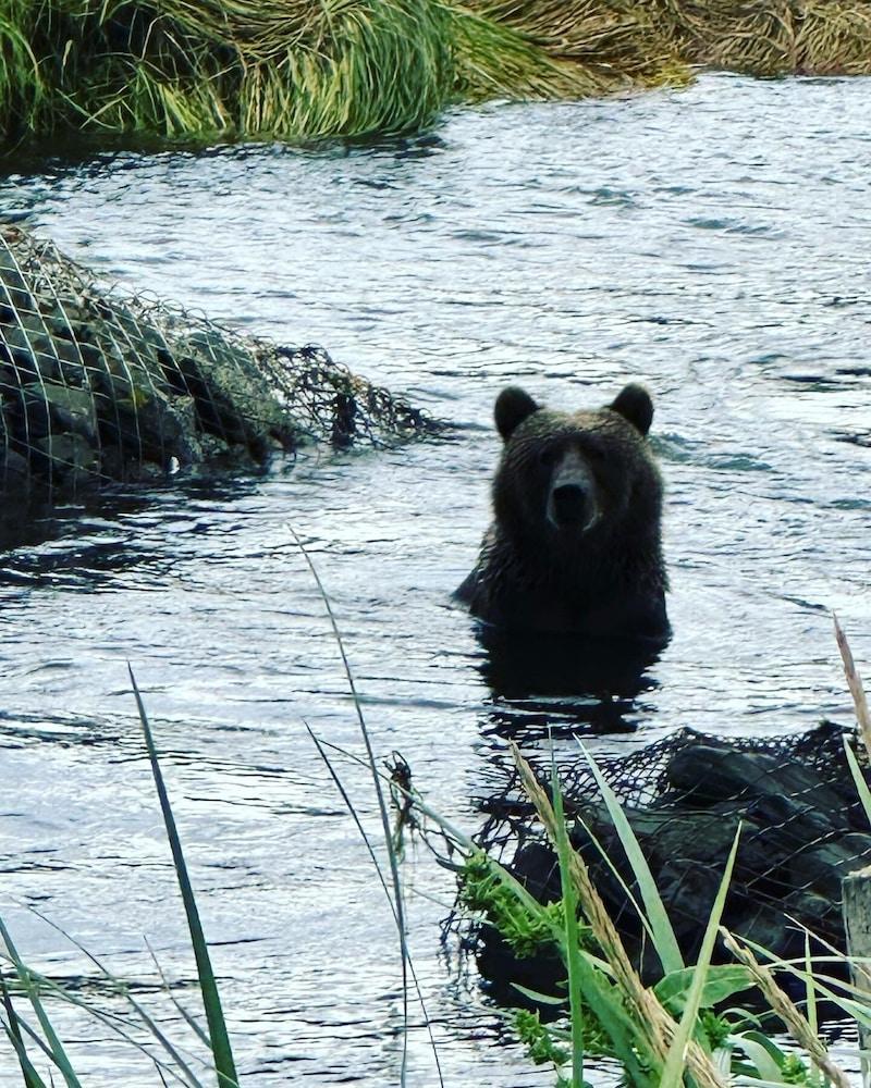 Driftwood Wilderness Lodge photo 13