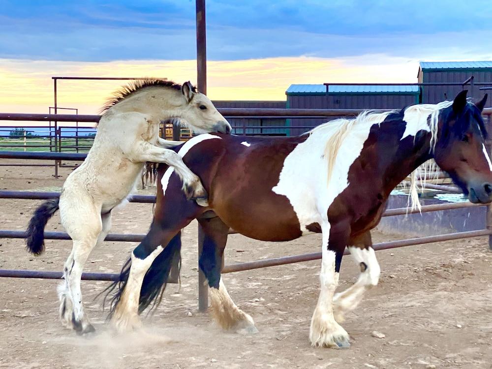 Teepee Lodge with Equus & Firearms/ranch photo 49