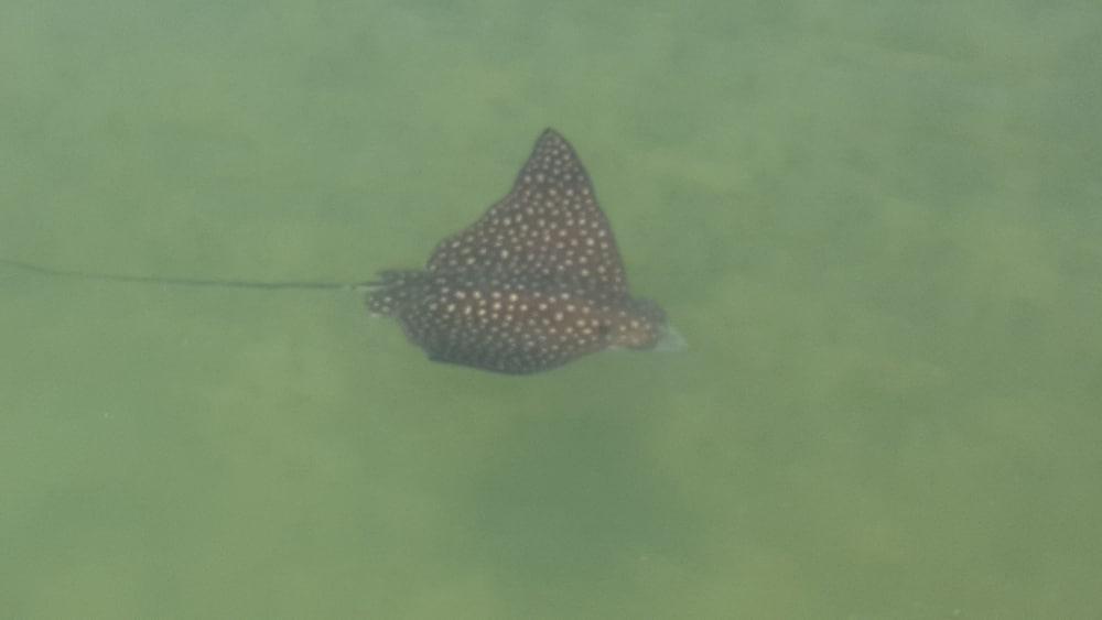 Floating Sea Cove Resort & Marina photo 16