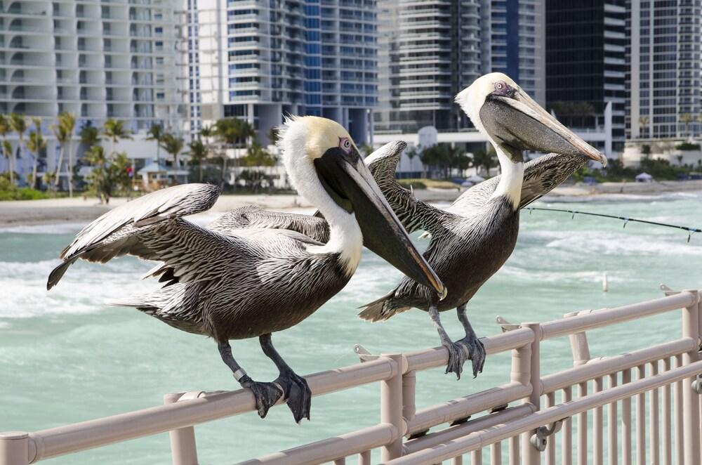 Intracostal Sunny Isles photo 28