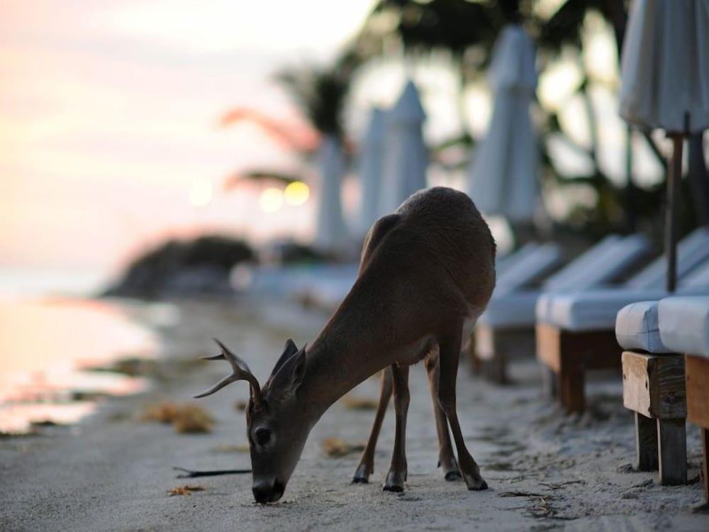 Little Palm Island Resort & Spa - A Noble House Resort photo 51