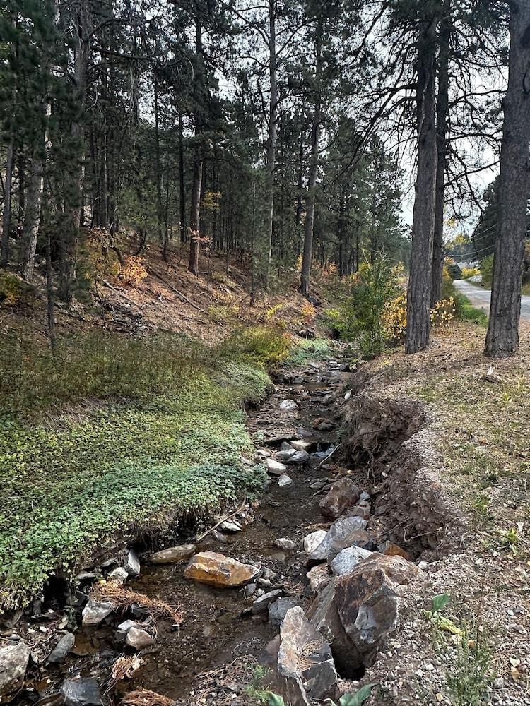 Ponderosa Pines photo 41