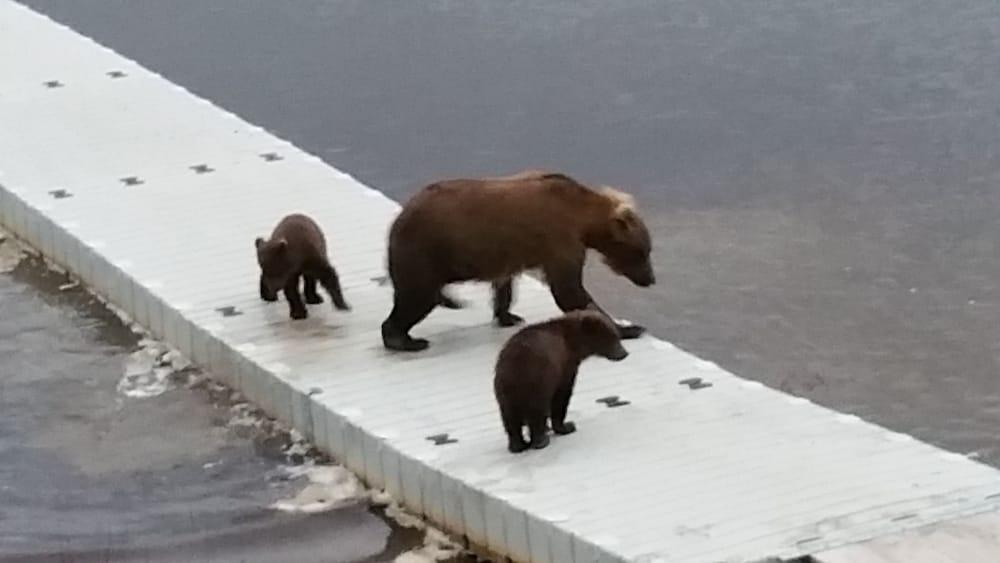 Alaska's Gold Creek Lodge photo 24