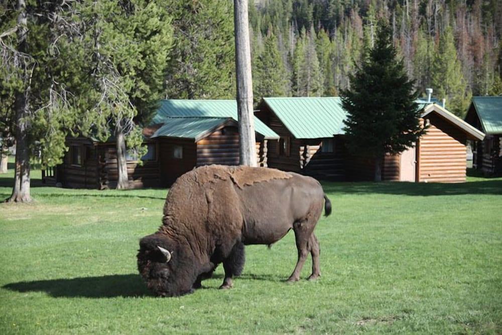 Pahaska Tepee Resort photo 16