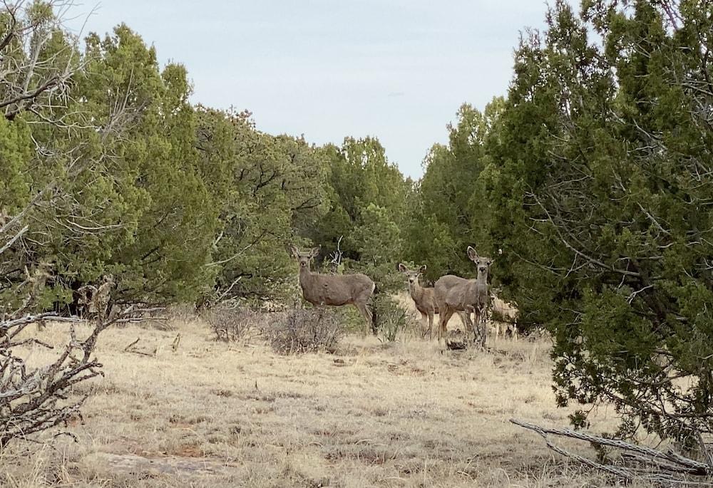 Teepee Lodge with Equus & Firearms/ranch photo 44