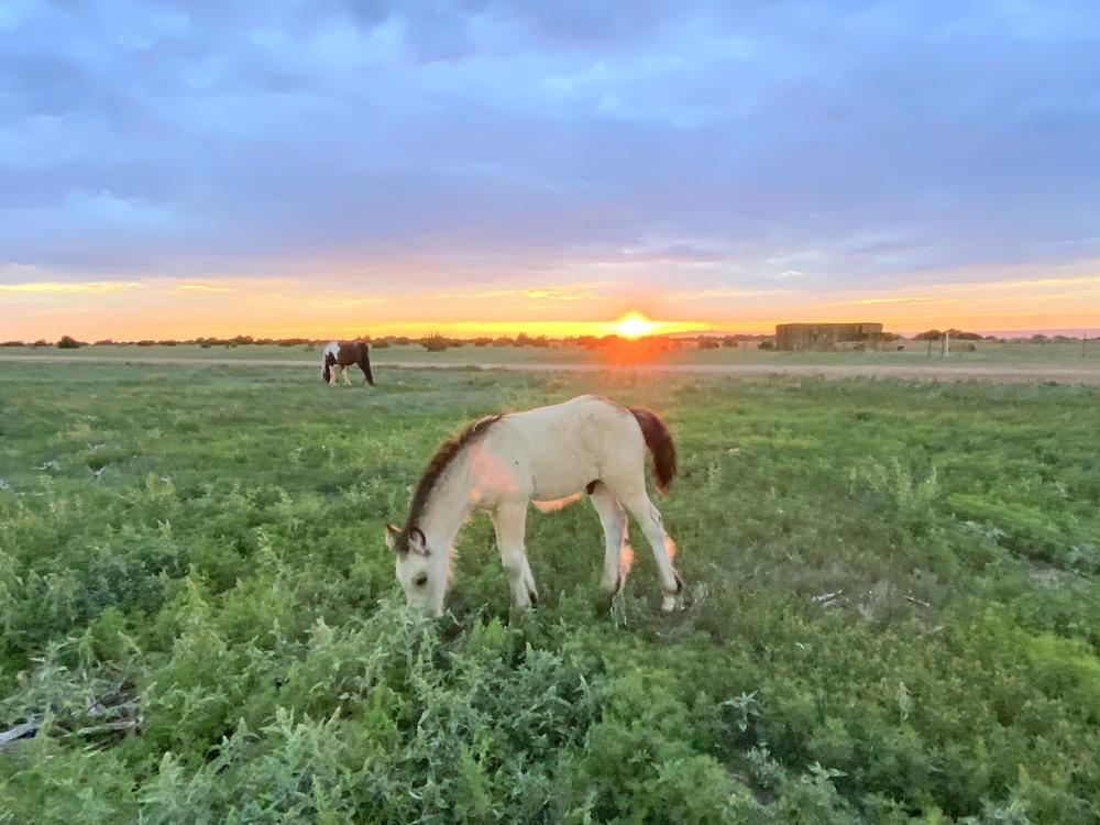 Teepee Lodge with Equus & Firearms/ranch photo 81