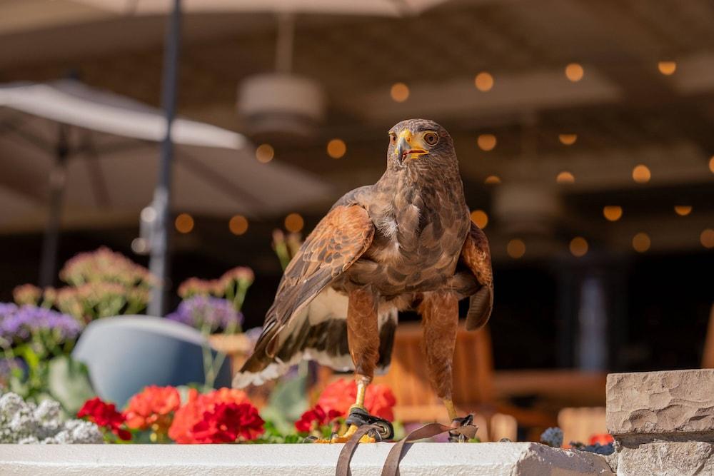 The Canyon Suites at The Phoenician, Luxury Collection photo 81