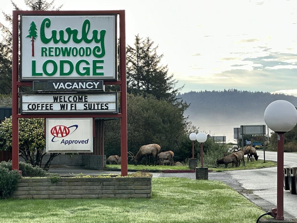 Curly Redwood Lodge photo 42