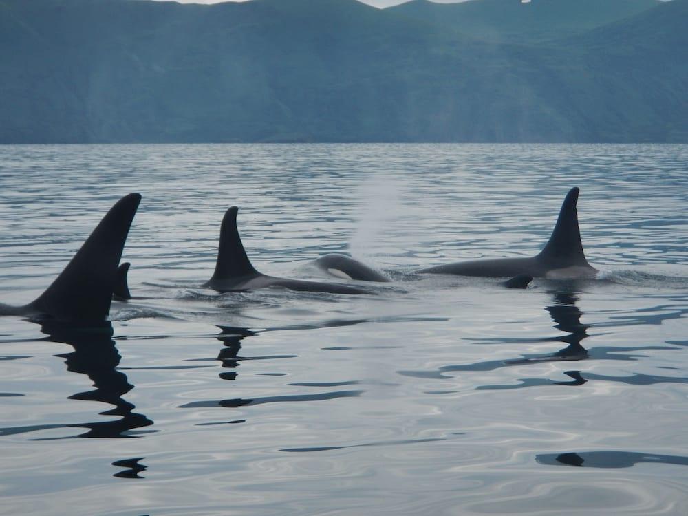 Zachar Bay Lodge Inc photo 40
