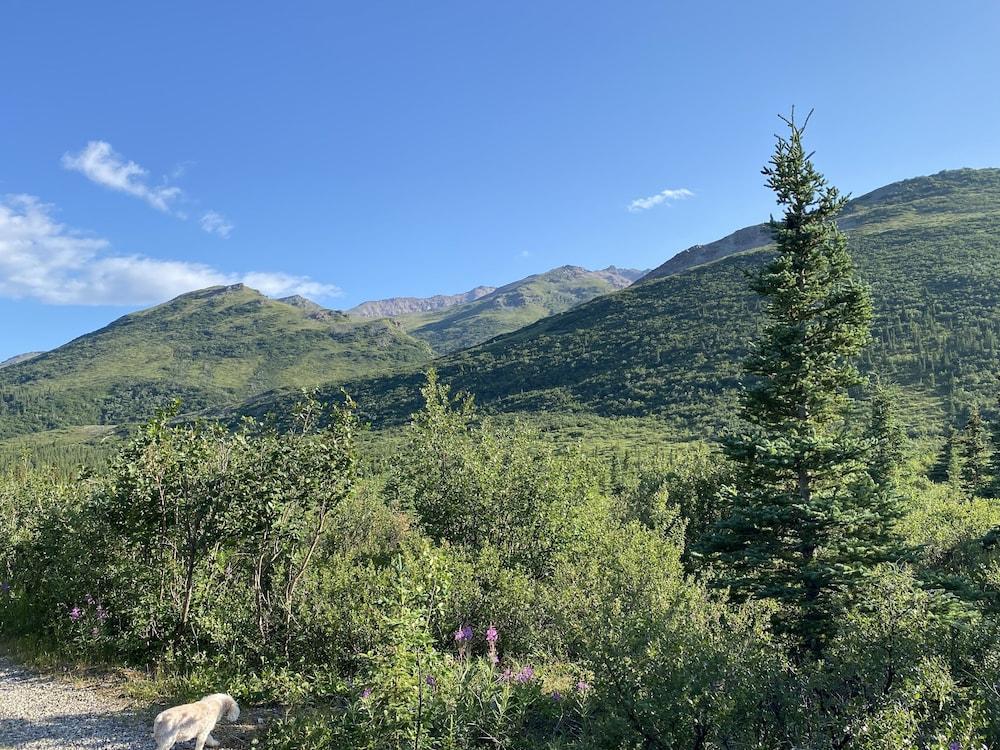 Denali RV Park and Motel photo 43