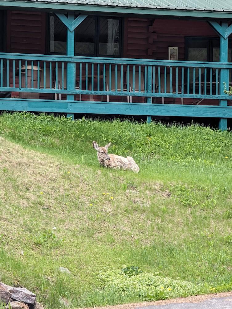Ponderosa Pines Inn and Cabins photo 87