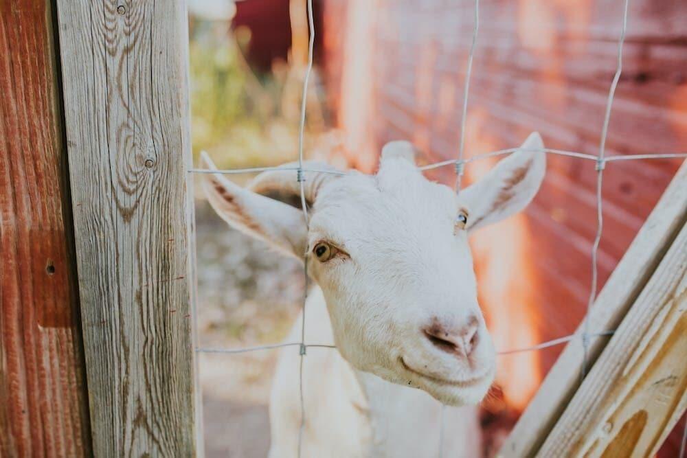 Oddfellow Inn & Farm photo 52