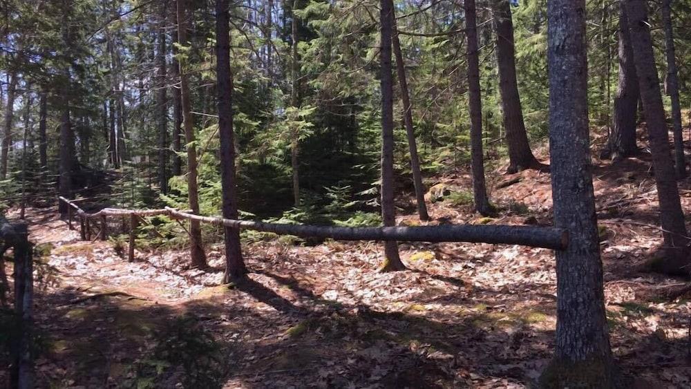 Mount Battie Inn photo 18