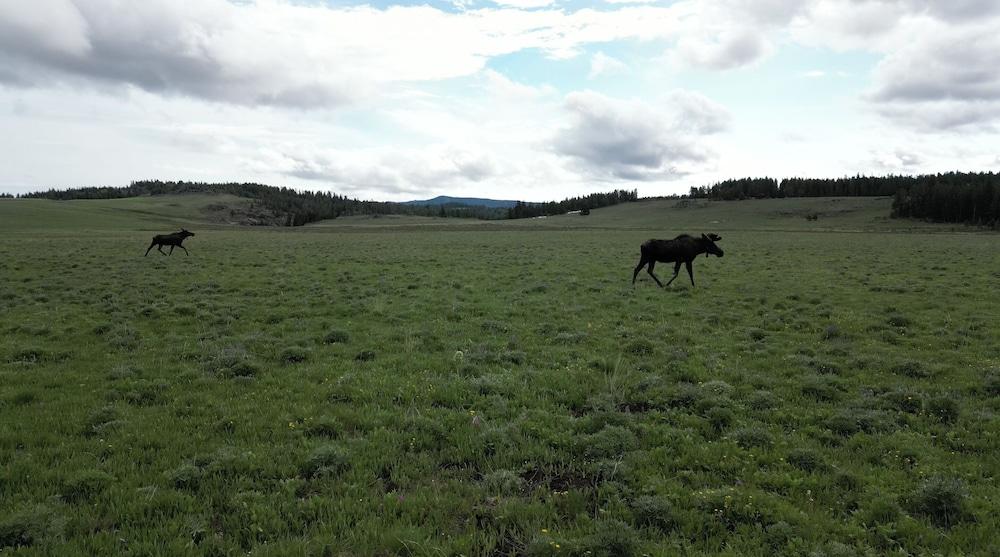 Bear Lodge Resort photo 18