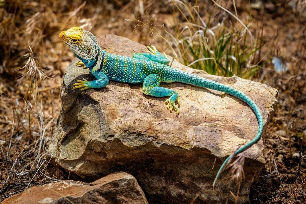 Stone Lizard Lodging photo 77