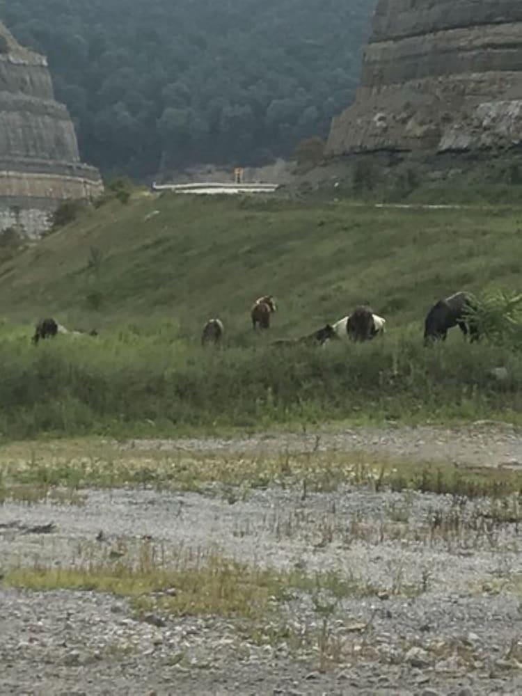 Fox Run Resort photo 4