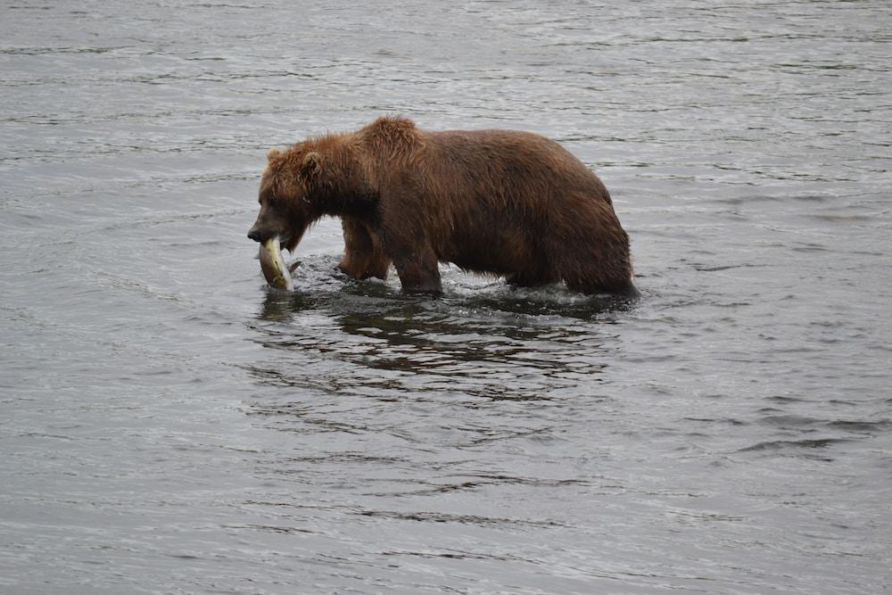 Zachar Bay Lodge Inc photo 46