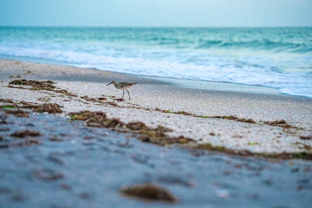 Manasota Key Resort photo 79