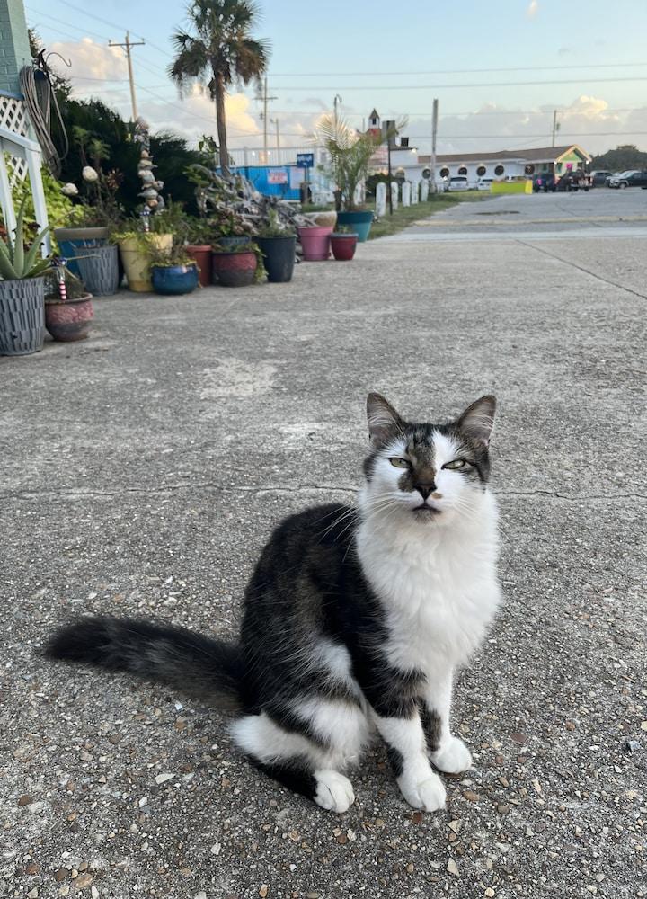 Swell Motel photo 59