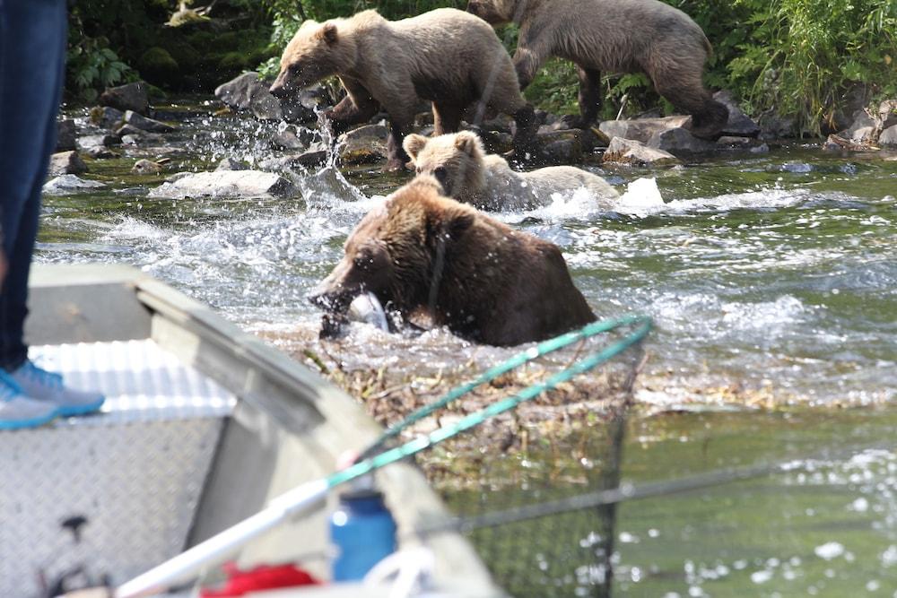 Great Alaska Adventures Lodge photo 26