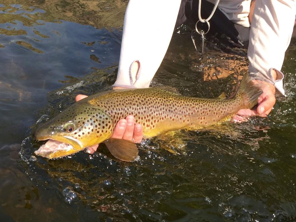 Gallatin River Lodge photo 82