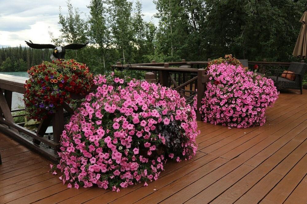 Great Alaska Adventures Lodge photo 3
