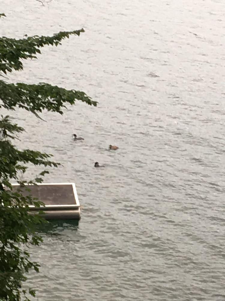 Dixon Lake Resort photo 48