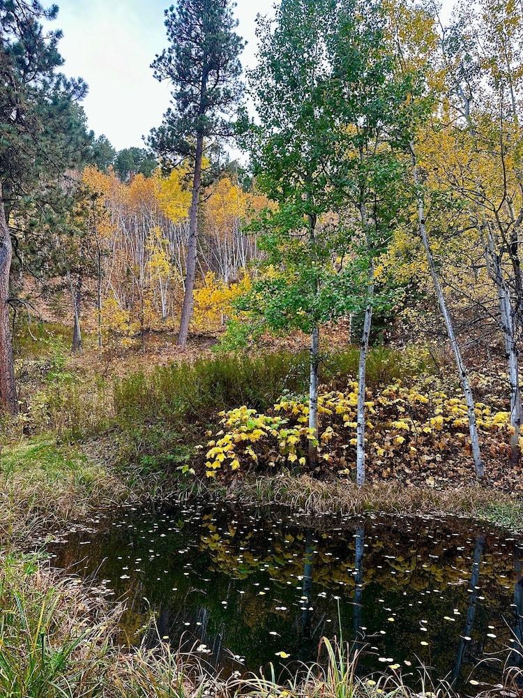Ponderosa Pines photo 42