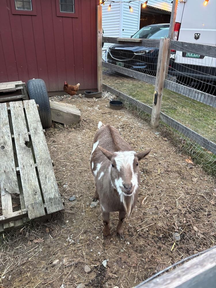 The Birch & Berry Inn photo 10