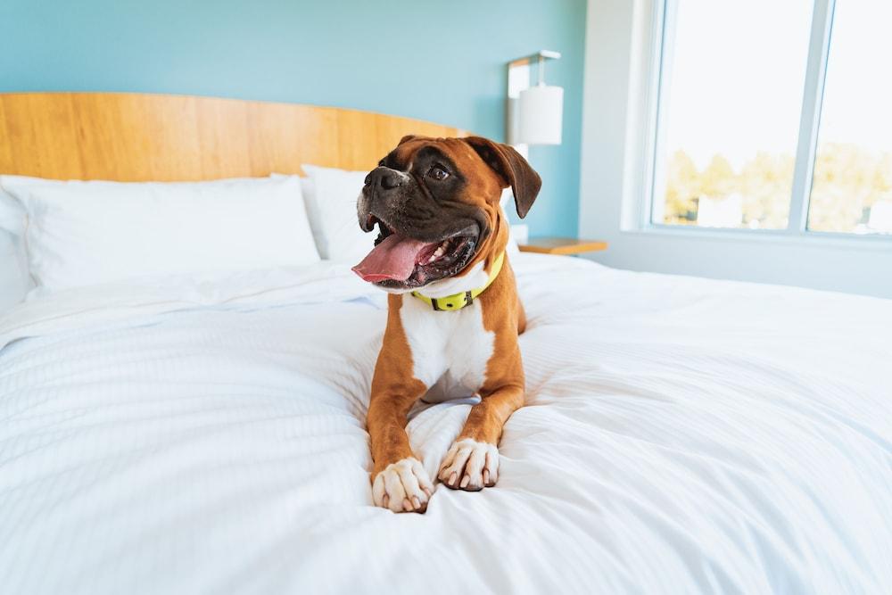 Staybridge Suites Coeur D'Alene by IHG photo 4