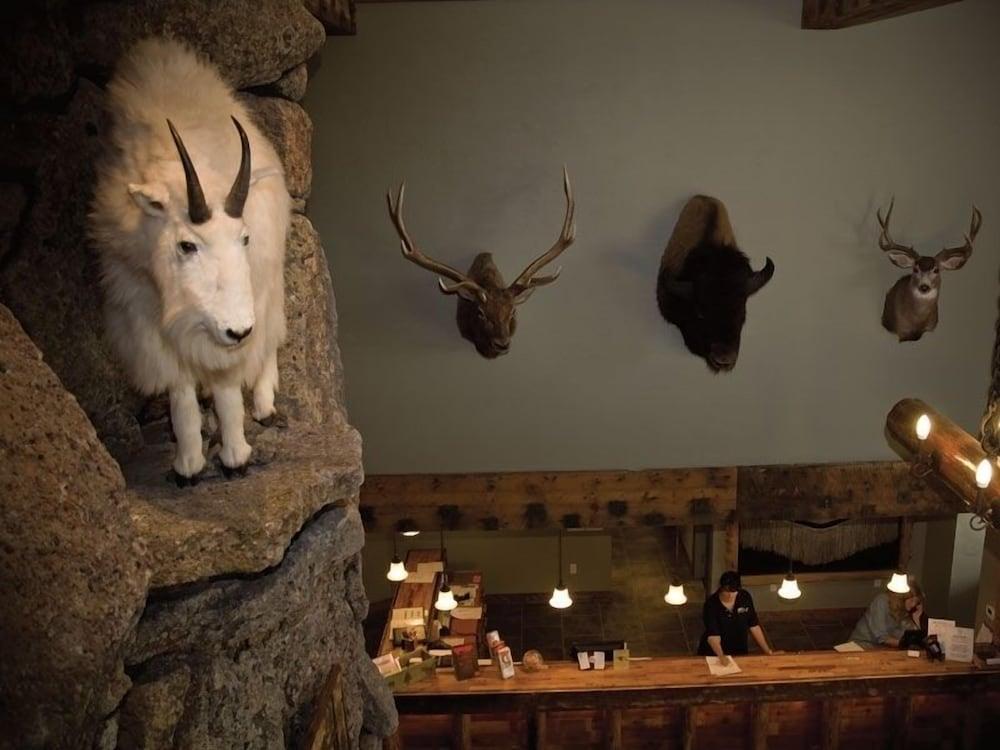 Three Bear Lodge photo 5