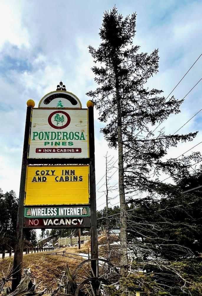 Ponderosa Pines photo 44