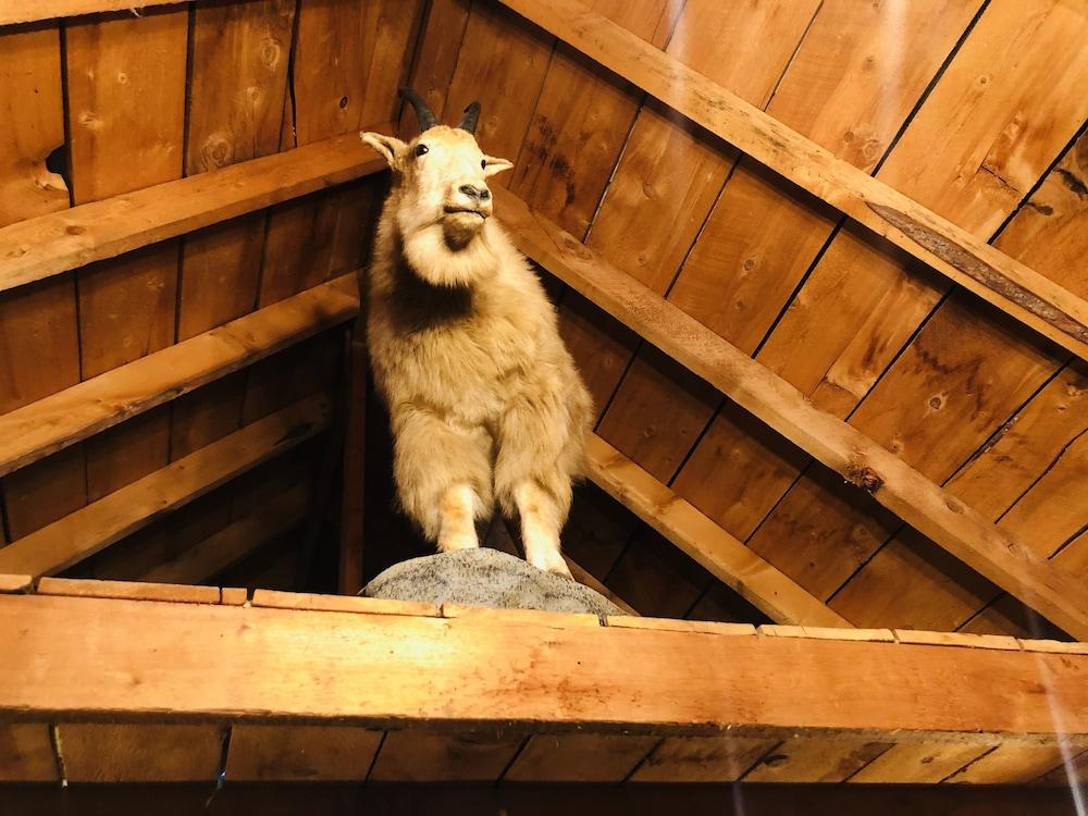 Wrangell Mountain Lodge photo 90