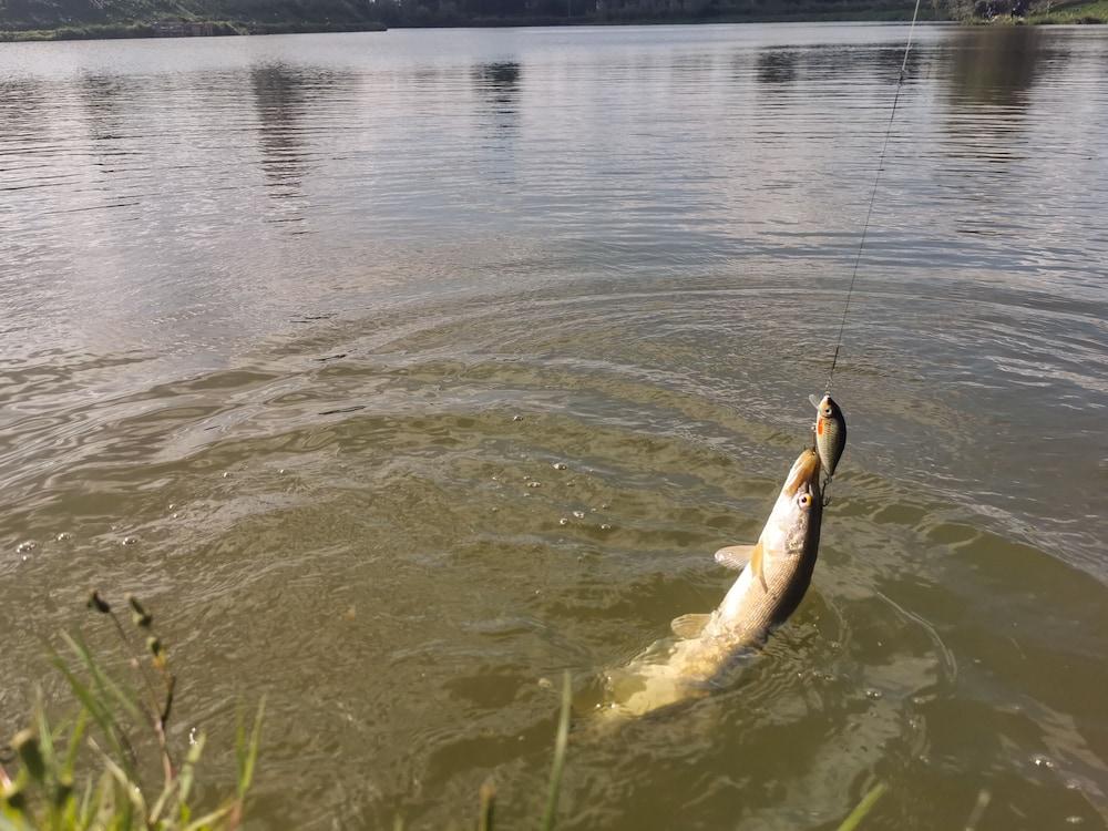 OMEO Clearlake Oaks photo 99